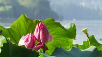 Hangzhou, Lotus am Westsee &ndash; &copy; Frank Nimschowski (Eberhardt TRAVEL)
