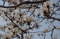 Magnolien 