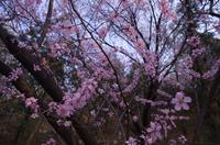 Sommerpalast - Blütenmeer