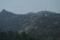 Blütenmeer an der Großen Mauer