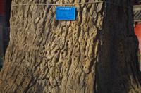 Shaolinkloster - Übungsbaum