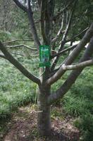 Baum-Infusion - Xi'an