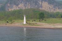 Li-Flussfahrt - Wasserbüffel