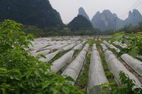 Yangshuo - Erdbeerfelder
