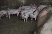 Yangshuo - Bauernleben