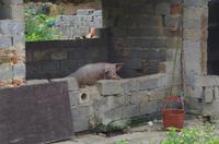 Yangshuo - Bauernleben