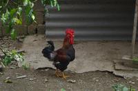Yangshuo - Bauernleben