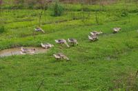 Yangshuo - Bauernleben