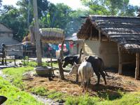 1624 Chitwan-Nationalpark - Rundfahrt mit Ochsenkarren
