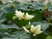 Westsee Hangzhou China