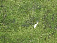 Li Fluss Guilin China