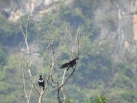 Li Fluss Guilin China