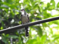 Orchideen Park Kanton China