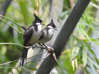 Orchideen Park Kanton China