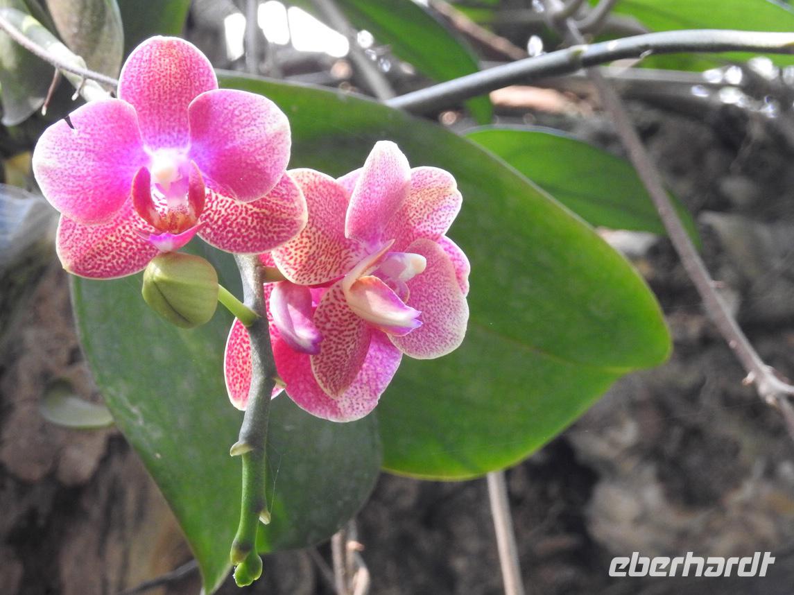 Orchideen Park Kanton China