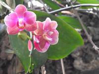 Orchideen Park Kanton China