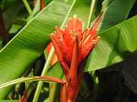 Orchideen Park Kanton China