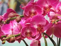 Orchideen Park Kanton China