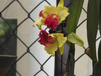 Orchideen Park Kanton China