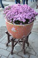 Blumenpracht im Sommerpalast, Peking