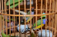 Tianzifang, Künstlerviertel in Shanghai