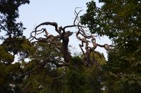 Kaiserlicher Garten der verbotenen Stadt