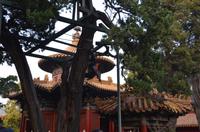 Kaiserlicher Garten der verbotenen Stadt