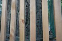 Löcher im Gingo-Baum vom Finger-Kung-Fu