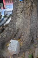 Löcher im Gingo-Baum vom Finger-Kung-Fu