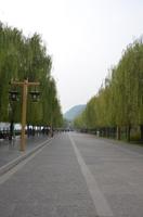 Trauerweidenallee zu den Longmen-Grotten
