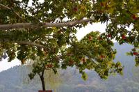 Longmen-Grotten, Luoyang