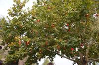 Longmen-Grotten, Luoyang