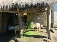 1678 Chitwan-Nationalpark - Rundfahrt mit Ochsenkarren - Besuch in einem Dorf