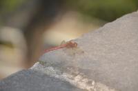 Libelle auf der Stadtmauer von Xi'an 