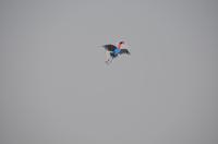 Chinesischer Drachen 