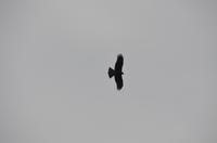 Greifvogel über dem LI-Fluss