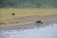 Wasserbüffel am LI-Fluss