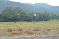 Wasserbüffel am LI-Fluss