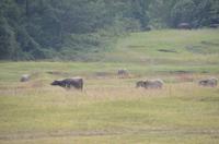 Wasserbüffel am LI-Fluss