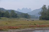 Wasserbüffel am LI-Fluss