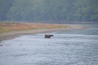 Wasserbüffel am LI-Fluss