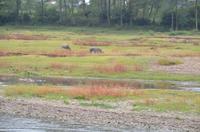 Wasserbüffel am LI-Fluss