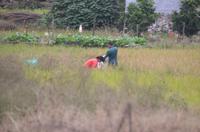 Reisbauern bei der Ernte