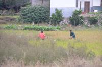 Reisbauern bei der Ernte