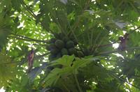 Papaya-Baum