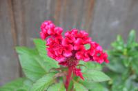 Blütenpracht in Wuzhen