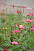 Blütenpracht in Wuzhen