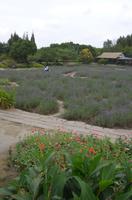 Blütenpracht in Wuzhen