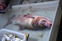 Marktbesuch in Suzhou