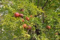 Granatapfel-Baum